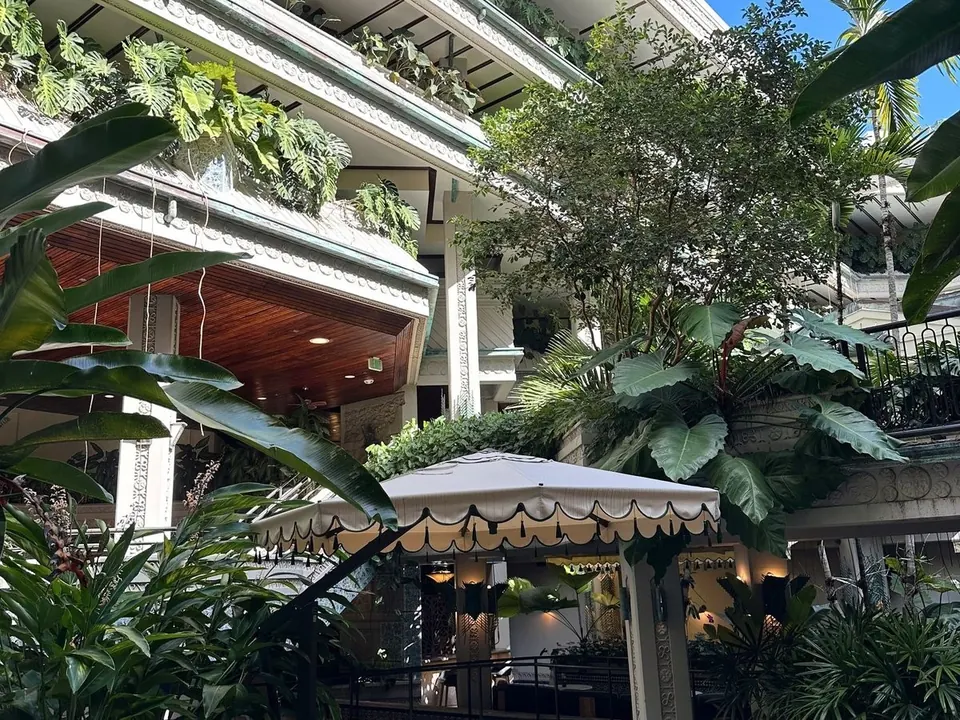 Bodrum Luxury Resort Restoran 3.5m El Yapımı Zeytin Ağacı Uygulaması